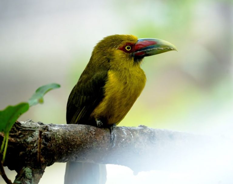 Atlantic Forest - a yellow and black bird sitting on a branch