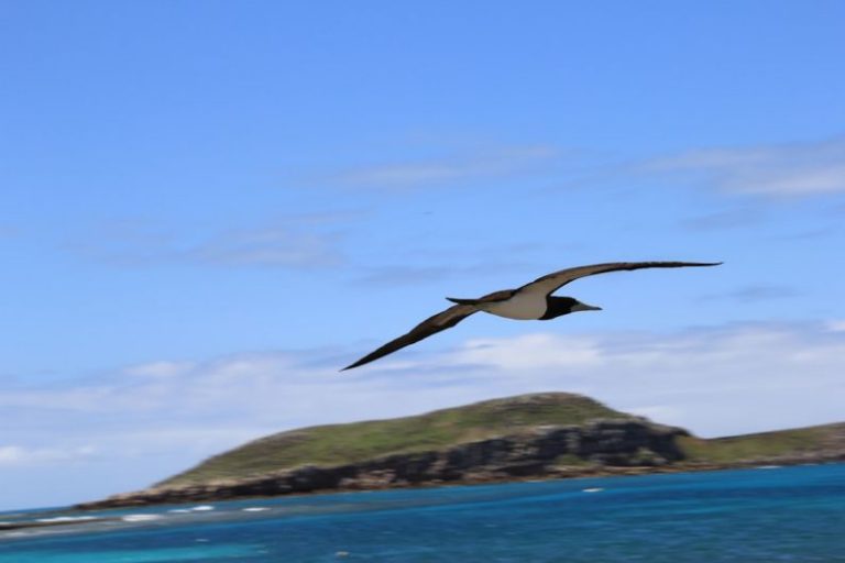 Abrolhos - a bird flying over a body of water