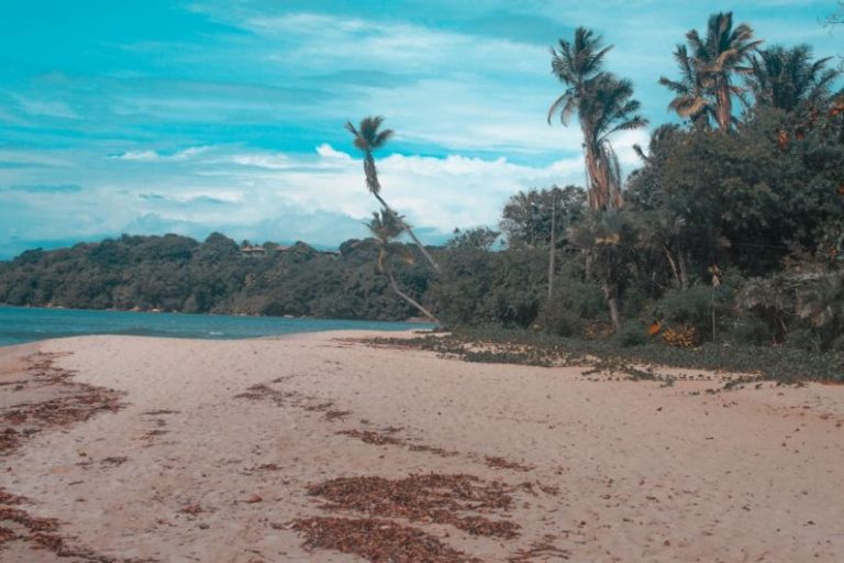 Boipeba - green palm trees on brown sand beach during daytime
