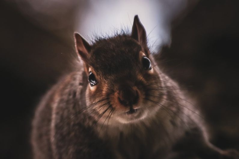Family-Friendly - a close up of a squirrel looking at the camera