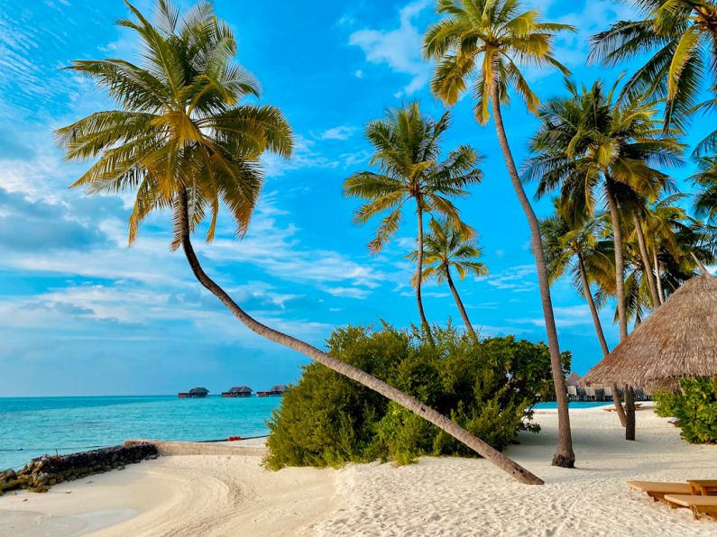Beaches - coconut tree on beach shore during daytime