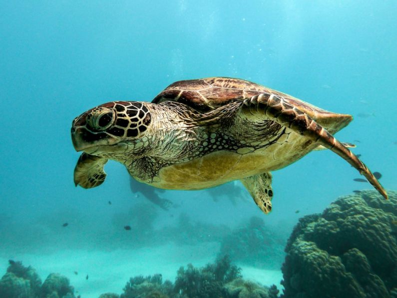 Marine Life - brown and black turtle under water
