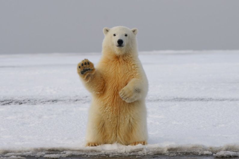 Animals - polar bear on snow covered ground during daytime