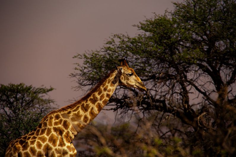 Wildlife Watching - a giraffe standing next to a tree filled forest