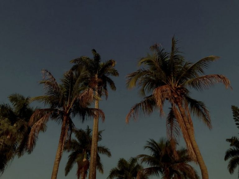 Jau - a group of palm trees against a blue sky
