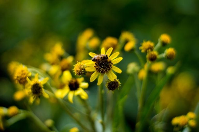 Serra Da Mantiqueira - yellow flower in tilt shift lens