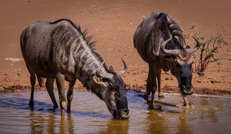 Wildlife Watching - two wildebeest drinking water from a watering hole