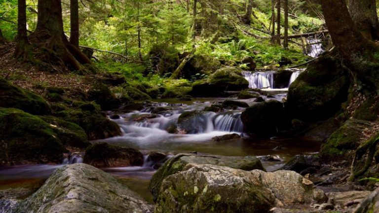 Waterfall Trails - a stream running through a lush green forest